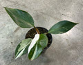 4" Philodendron White Knight